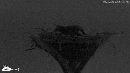 Blackwater Wildlife Refuge Osprey River Platform Live Cam - Apr 30, 2026, 2:48am EDT