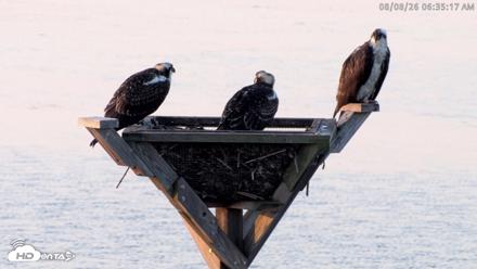 Blackwater Wildlife Refuge Osprey River Platform Live Cam - Aug 8, 2026, 6:36am EDT