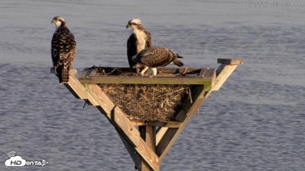 Blackwater Wildlife Refuge Osprey River Platform Live Cam - Jul 25, 2026, 7:10pm EDT