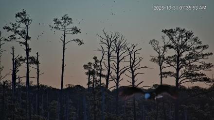 Blackwater Wildlife Refuge Osprey River Platform Live Cam - Oct 31, 2025, 7:38am EDT