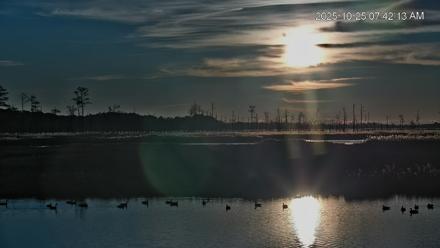 Blackwater Wildlife Refuge Osprey River Platform Live Cam - Oct 25, 2025, 7:43am EDT