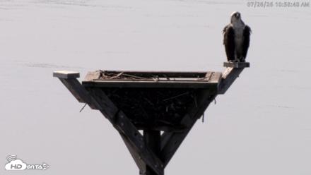 Blackwater Wildlife Refuge Osprey River Platform Live Cam - Jul 26, 2026, 10:59am EDT