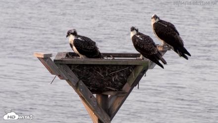 Blackwater Wildlife Refuge Osprey River Platform Live Cam - Aug 4, 2026, 6:12am EDT