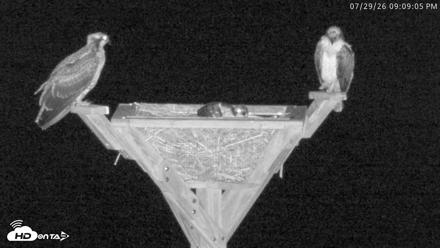 Blackwater Wildlife Refuge Osprey River Platform Live Cam - Jul 29, 2026, 9:09pm EDT
