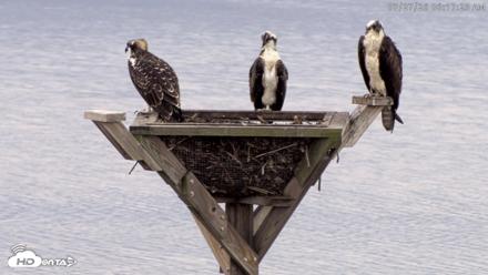 Blackwater Wildlife Refuge Osprey River Platform Live Cam - Jul 27, 2026, 6:18am EDT