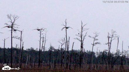 Blackwater Wildlife Refuge Osprey River Platform Live Cam - Oct 15, 2026, 6:38pm EDT