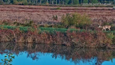 Blackwater Wildlife Refuge Osprey River Platform Live Cam - Oct 24, 2025, 7:53am EDT