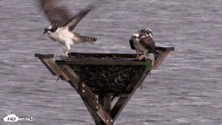 Blackwater Wildlife Refuge Osprey River Platform Live Cam - Jul 28, 2026, 8:08pm EDT