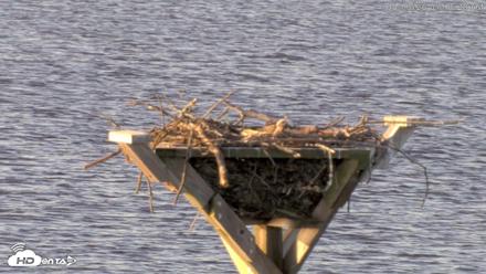 Blackwater Wildlife Refuge Osprey River Platform Live Cam - May 3, 2026, 7:12am EDT
