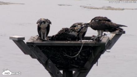 Blackwater Wildlife Refuge Osprey River Platform Live Cam - Jul 17, 2026, 11:04am EDT