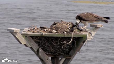 Blackwater Wildlife Refuge Osprey River Platform Live Cam - Jul 12, 2026, 4:05pm EDT