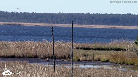 Blackwater Wildlife Refuge Osprey River Platform Live Cam - Oct 19, 2026, 10:31am EDT