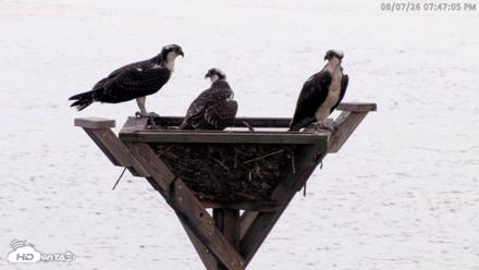 Blackwater Wildlife Refuge Osprey River Platform Live Cam - Aug 7, 2026, 7:47pm EDT