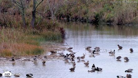 Blackwater Wildlife Refuge Osprey River Platform Live Cam - Oct 16, 2026, 11:52am EDT