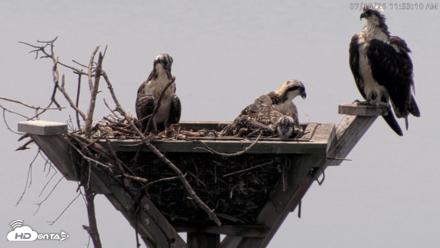 Blackwater Wildlife Refuge Osprey River Platform Live Cam - Jul 10, 2026, 11:53am EDT