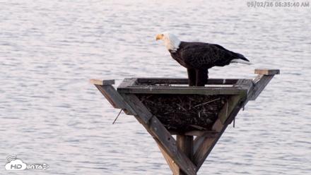 Blackwater Wildlife Refuge Osprey River Platform Live Cam - Sep 2, 2026, 6:36am EDT