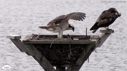 Blackwater Wildlife Refuge Osprey River Platform Live Cam - Jul 21, 2026, 11:09am EDT