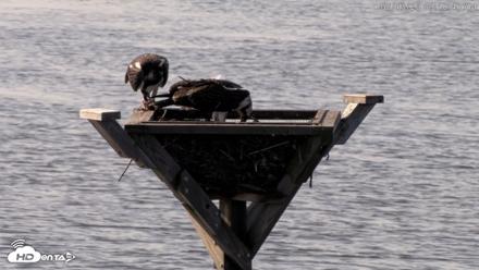 Blackwater Wildlife Refuge Osprey River Platform Live Cam - Aug 13, 2026, 9:11am EDT