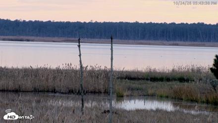 Blackwater Wildlife Refuge Osprey River Platform Live Cam - Oct 24, 2026, 5:44pm EDT
