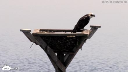 Blackwater Wildlife Refuge Osprey River Platform Live Cam - Aug 24, 2026, 1:43pm EDT