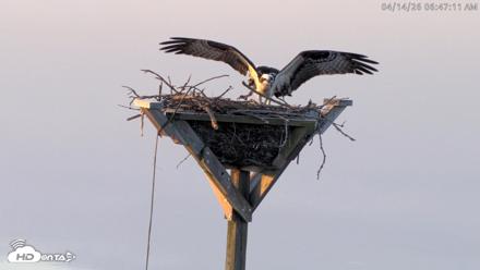 Blackwater Wildlife Refuge Osprey River Platform Live Cam - Apr 14, 2026, 6:48am EDT