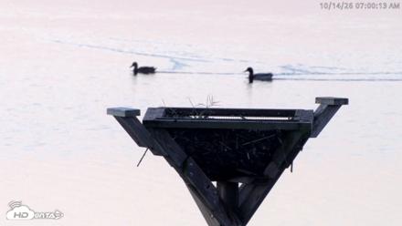 Blackwater Wildlife Refuge Osprey River Platform Live Cam - Oct 14, 2026, 7:01am EDT