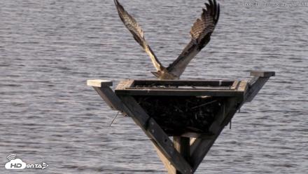 Blackwater Wildlife Refuge Osprey River Platform Live Cam - Aug 30, 2026, 8:49am EDT