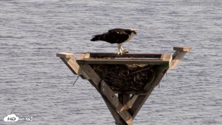 Blackwater Wildlife Refuge Osprey River Platform Live Cam - Sep 4, 2026, 3:41pm EDT