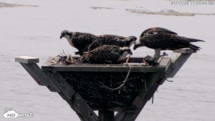 Blackwater Wildlife Refuge Osprey River Platform Live Cam - Jul 17, 2026, 11:03am EDT