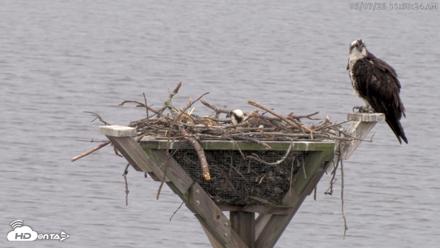 Blackwater Wildlife Refuge Osprey River Platform Live Cam - May 7, 2026, 11:51am EDT
