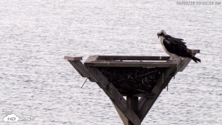 Blackwater Wildlife Refuge Osprey River Platform Live Cam - Sep 2, 2026, 9:03am EDT