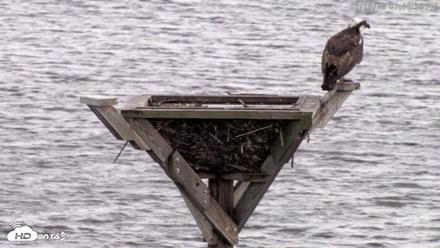 Blackwater Wildlife Refuge Osprey River Platform Live Cam - Aug 16, 2026, 7:49pm EDT