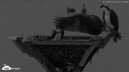 Blackwater Wildlife Refuge Osprey River Platform Live Cam - Jul 20, 2026, 5:21am EDT