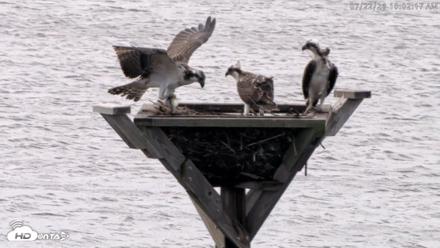 Blackwater Wildlife Refuge Osprey River Platform Live Cam - Jul 22, 2026, 10:03am EDT