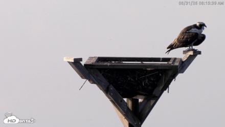 Blackwater Wildlife Refuge Osprey River Platform Live Cam - Aug 31, 2026, 8:16am EDT
