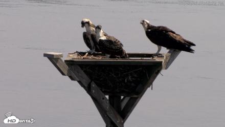 Blackwater Wildlife Refuge Osprey River Platform Live Cam - Jul 23, 2026, 2:46pm EDT