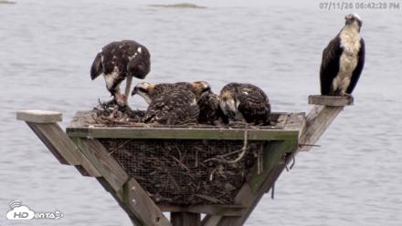 Blackwater Wildlife Refuge Osprey River Platform Live Cam - Jul 11, 2026, 6:43pm EDT