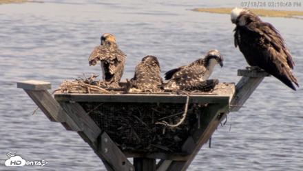 Blackwater Wildlife Refuge Osprey River Platform Live Cam - Jul 13, 2026, 2:11pm EDT