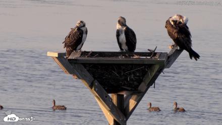 Blackwater Wildlife Refuge Osprey River Platform Live Cam - Jul 24, 2026, 6:49am EDT