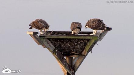 Blackwater Wildlife Refuge Osprey River Platform Live Cam - Jul 23, 2026, 6:33am EDT