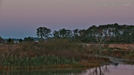 Blackwater Wildlife Refuge Osprey River Platform Live Cam - Oct 23, 2025, 7:24am EDT