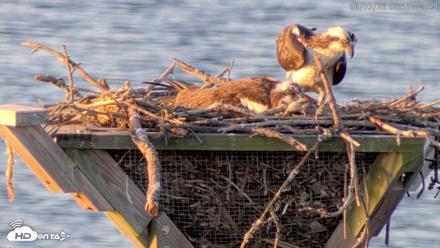 Blackwater Wildlife Refuge Osprey River Platform Live Cam - Jun 3, 2026, 6:13am EDT