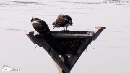 Blackwater Wildlife Refuge Osprey River Platform Live Cam - Aug 10, 2026, 8:42am EDT