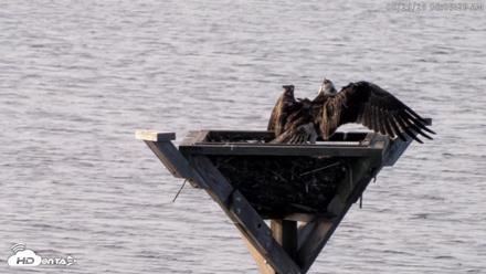 Blackwater Wildlife Refuge Osprey River Platform Live Cam - Aug 29, 2026, 8:06am EDT