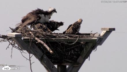Blackwater Wildlife Refuge Osprey River Platform Live Cam - Jul 5, 2026, 10:08am EDT