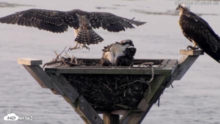 Blackwater Wildlife Refuge Osprey River Platform Live Cam - Jul 18, 2026, 7:47am EDT