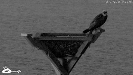 Blackwater Wildlife Refuge Osprey River Platform Live Cam - Aug 7, 2026, 5:35am EDT