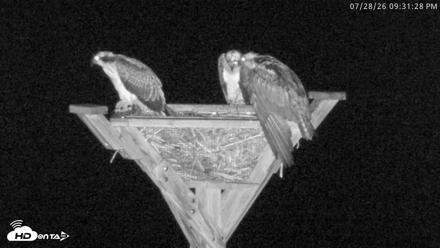 Blackwater Wildlife Refuge Osprey River Platform Live Cam - Jul 28, 2026, 9:32pm EDT