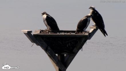 Blackwater Wildlife Refuge Osprey River Platform Live Cam - Jul 31, 2026, 9:39am EDT