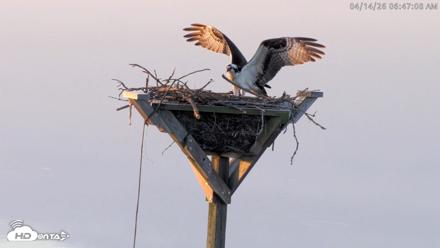 Blackwater Wildlife Refuge Osprey River Platform Live Cam - Apr 14, 2026, 6:48am EDT